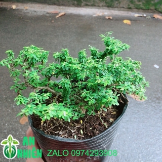 Linh sam Hạt Gạo