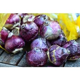 Combo 3 Củ giống hoa tiên ông hoa màu tím_ Dạ Lan Hương