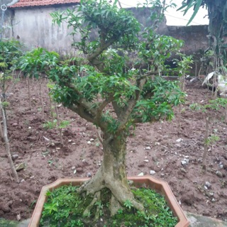 Cây Mai Chiếu Thuỷ Bonsai
