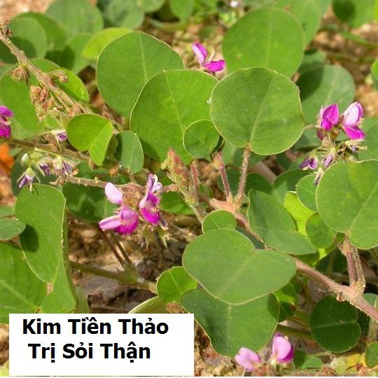 Hạt giống Kim tiền thảo ( cây dược liệu ) gói 50 hạt