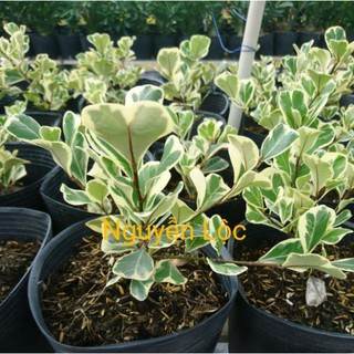 Cây giống bàng lá tim (bàng cẩm thạch) + Tặng (0,3kg) phân hữu cơ cao cấp