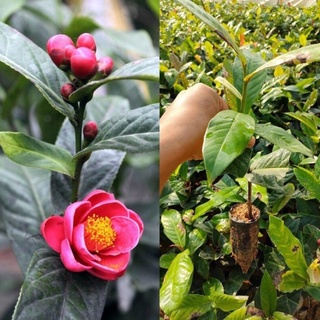 2 Cây hải đường giống