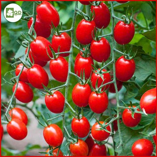Hạt giống cà chua chuỗi ngọc (gói 100h) cà chua cherry siêu ngọt thu hoạch quanh năm hiệu quả kinh tế cao - QD30