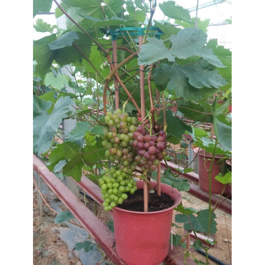 Hạt giống nho lùn (tặng kèm phân)