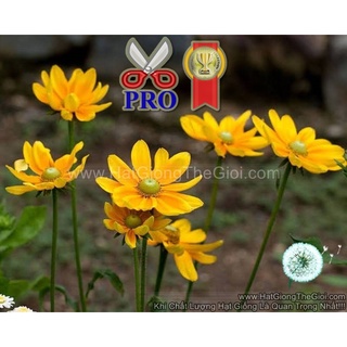 50h hạt giống hoa cúc xòe prairie sun f1pro