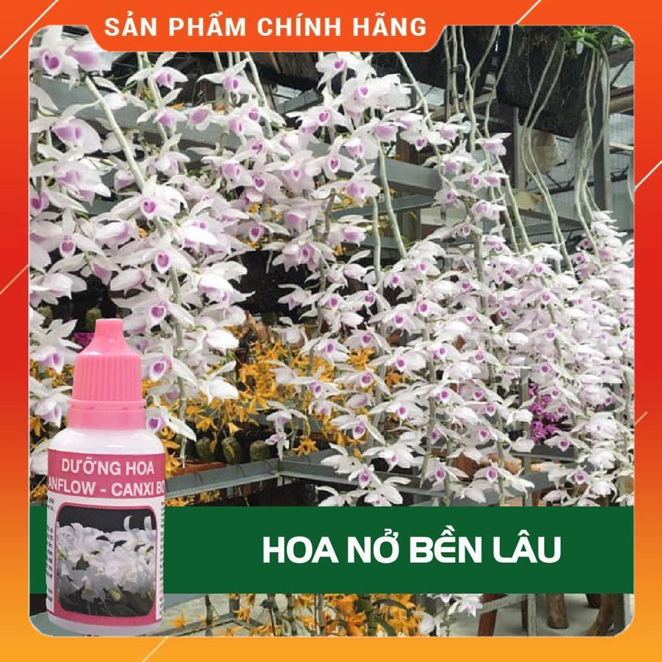 Dưỡng hoa NỞ TO BỀN ĐẸP ANFLOW 20ml | BigBuy360 - bigbuy360.vn