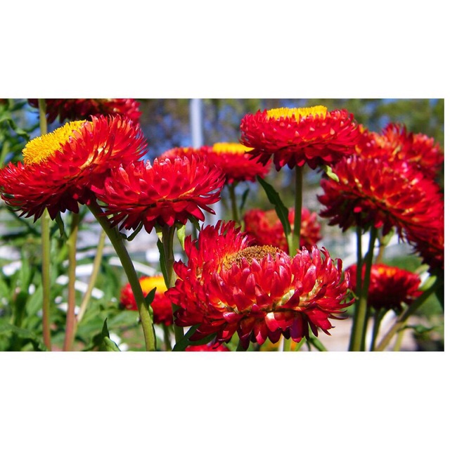 Hạt giống Hoa bất tử, hay còn gọi là cúc bất tuyệt, tên khoa học Xerochrysum bracteatum