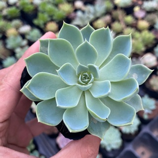 SEN THÁI - SEN ĐÁ THÁI