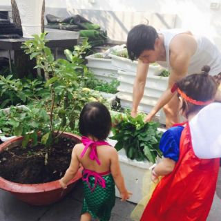 Cây 🌲 Ổi Đài Loan  Lê... siêu trái.