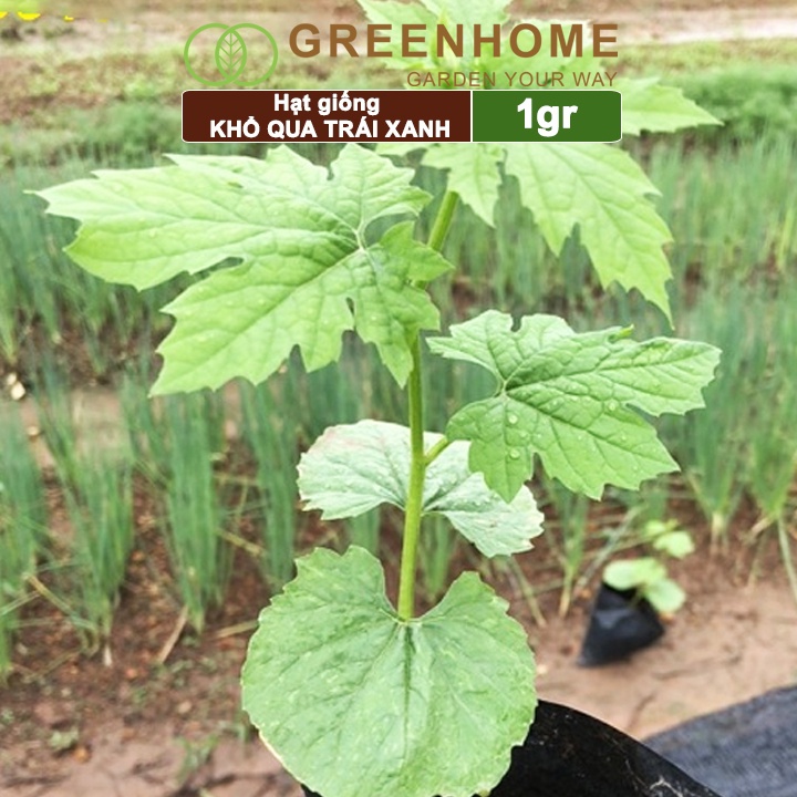 Hạt giống Khổ qua trái xanh F1 Greenhome, gói 1g, dễ trồng nhanh ra trái T05