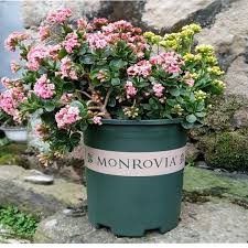 Chậu nhựa trồng hoa Monrovia 3gal (24x26cm) _ Chậu Mon 3 galon hàng dày loại 1 cty VN