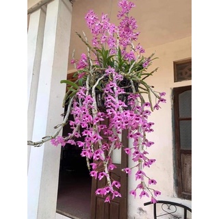 Trầm tím cây giống