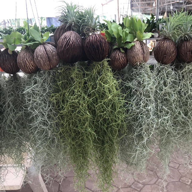 Cây Không Khí Tóc Tiên Búi Lớn - Cực dễ chăm sóc