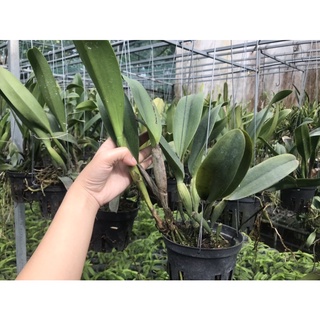 Cattleya Cây Trưởng Thành