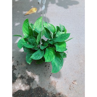 Trầu bà lụa