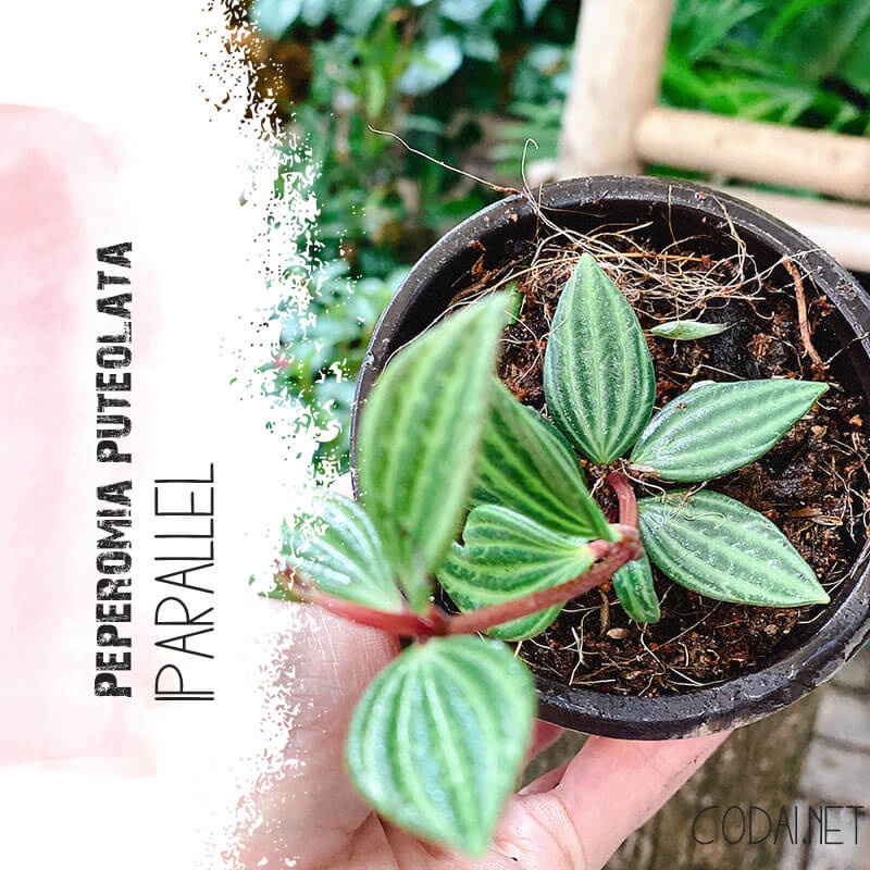 Cây giống Peperomia puteolata Parallel (Cây Song Song) chậu nhựa 8cm