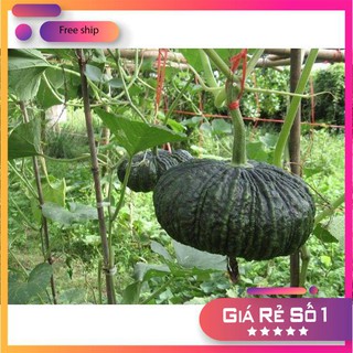 Hạt giống Bí đỏ da cóc F1 (1g)
