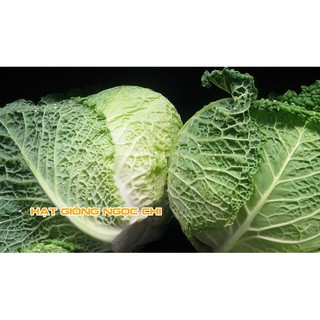 Hạt Giống Bắp Cải Nhăn - 0.2Gr