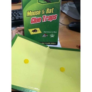 Tấm keo dính chuột