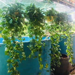Combo trầu bà + 5 cụm lan chi