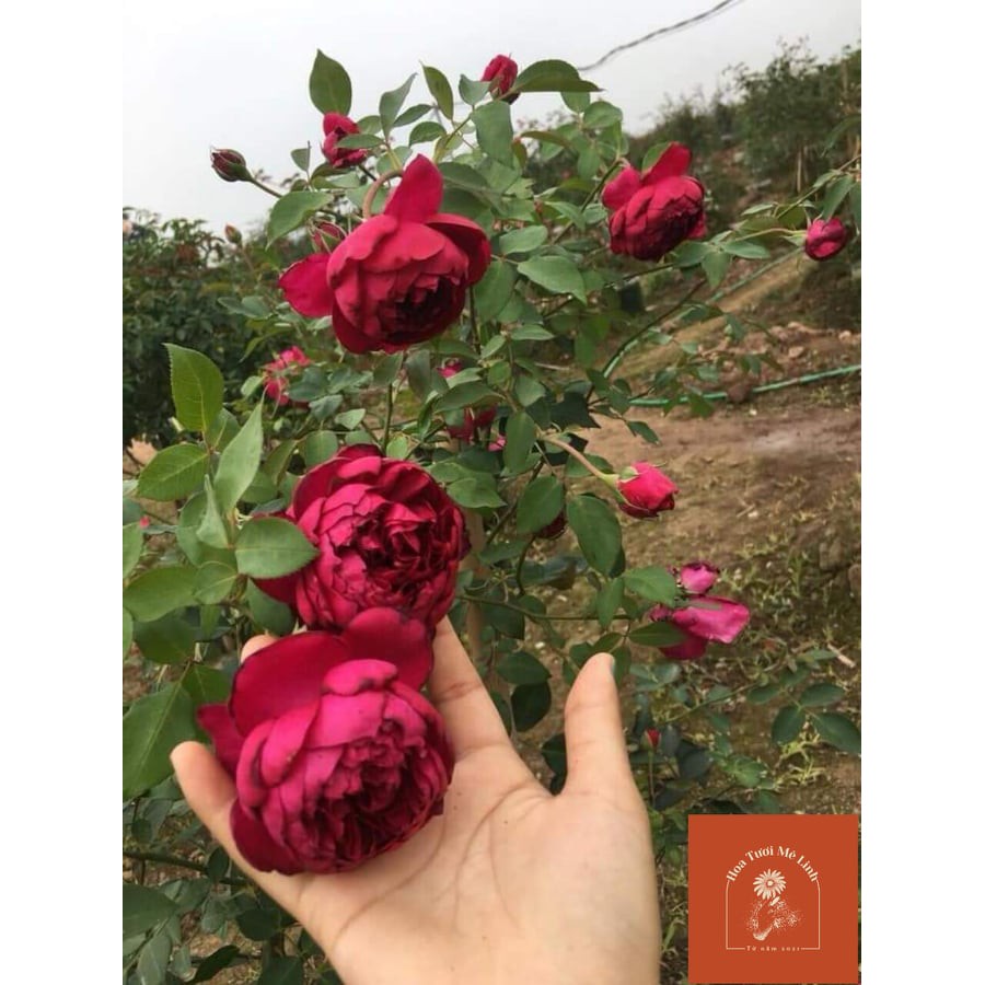 Hoa hồng Autumn Rouge – Giống hồng đẳng cấp cho giới nghiện hoa hồng-HoaTuoiMeLinh