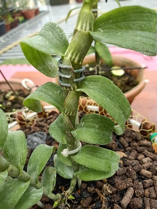 (giảm giá) Phi điệp 5ct Phú Thọ