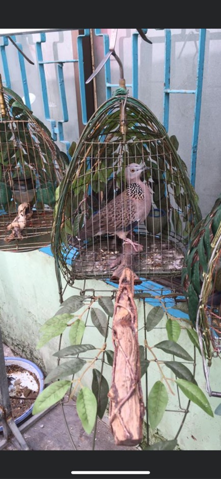 Ngũ cốc trộn 14 loại hạt cho chim cu gáy