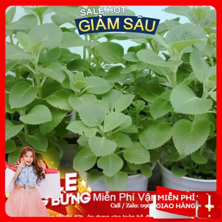 Hạt giống húng chanh - 100 hạt / gói