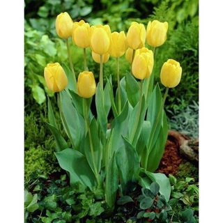 Combo 20 củ hoa tulip nhập khẩu Hà Lan