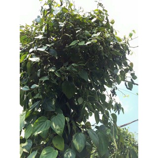 Giống tiêu Srilanka giống hồ tiêu năng suất cao nhất
