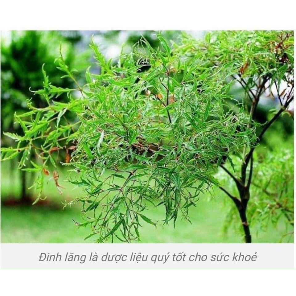 Đinh Lăng Ta Sấy Lạnh | Trà Đinh Lăng MaikaFood