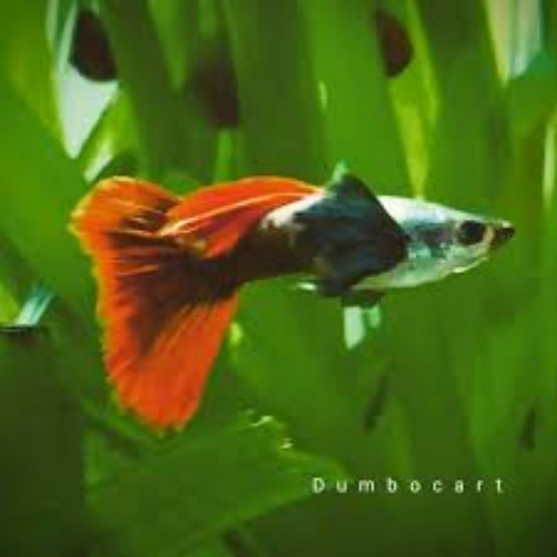 Bộ Đôi Dumple Red (29k/cặp) phù hợp cho Hồ Thủy Sinh