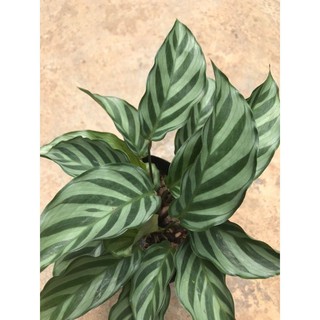 Chậu cứng đuôi công  Calathea concinna Freddie