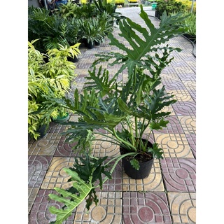 trầu bà thanh xuân