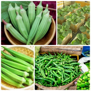 #Hạt_Giống_Đậu_Bắp