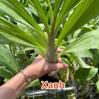 Lan thiên nga đen cây lớn