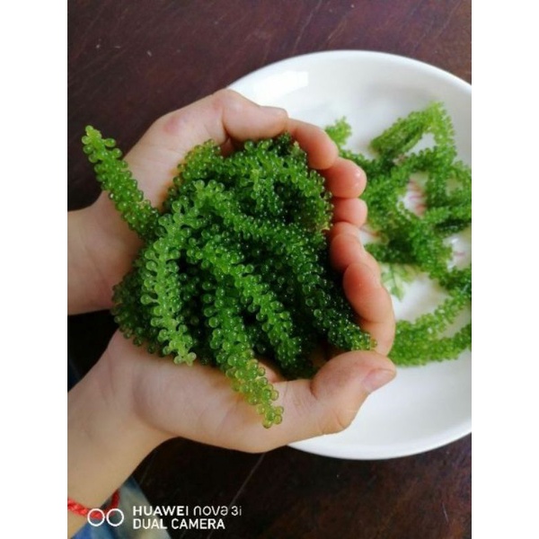 (Rẻ vô địch)3kg rong nho tách nước Nha Trang _khánh Hòa chất lượng, giá cạnh tranhfreeship