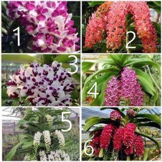 Ngọc điểm giống (đai châu- nghinh xuân)