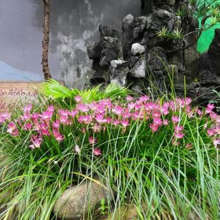 Cây hoa huệ mưa (cây tóc tiên)