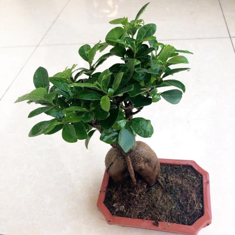 CÂY SANH LÙN NHẬT BONSAI MIMI SIÊU ĐẸP, CÂY PHONG THỦY ĐỂ BÀN VƯỢNG KHÍ CHO GIA CHỦ