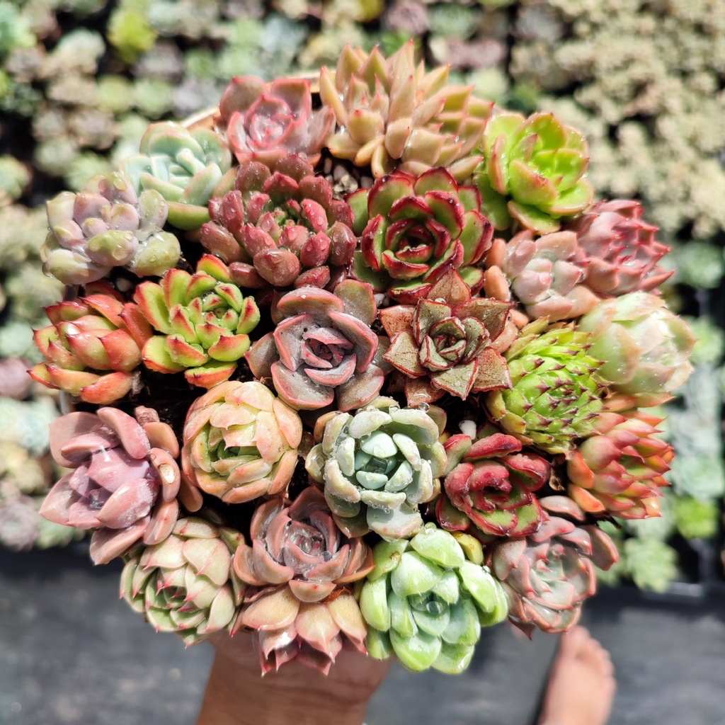 Sen đá mini Gấu Trúc mix màu 6 loại khác nhau, siêu đẹp, thích nghi mọi khí hậu, lỗi 1 đổi 1