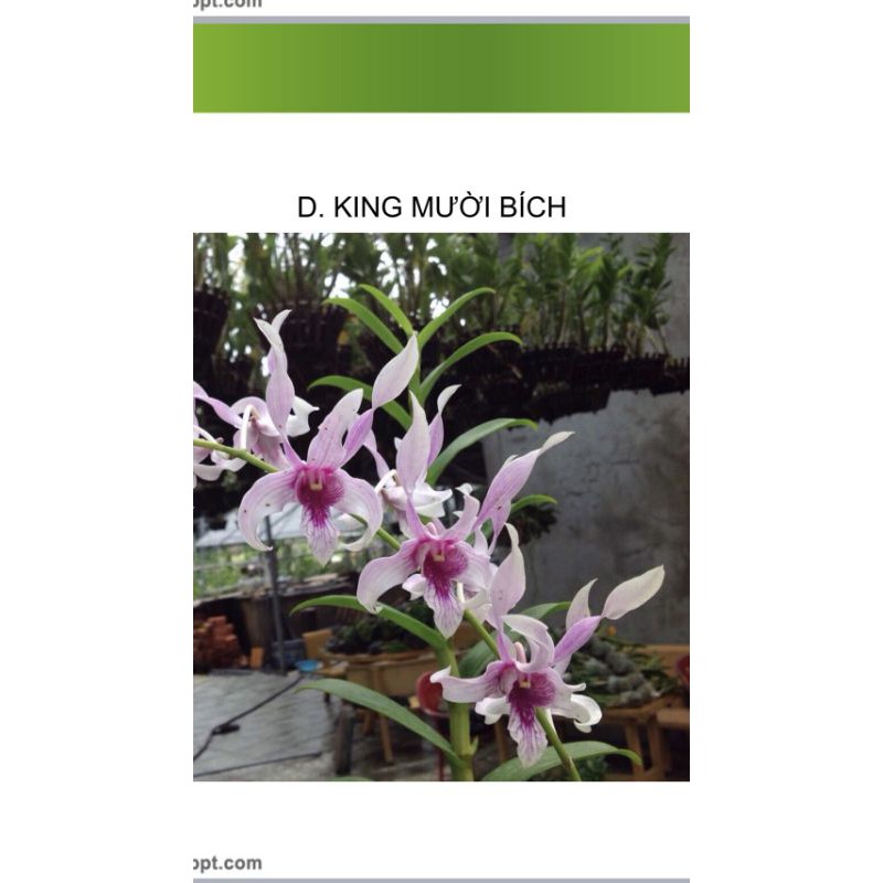 Combo 5 cây Lan nắng cây giống .7-13cm