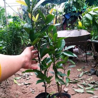 cây giống cherry bazil