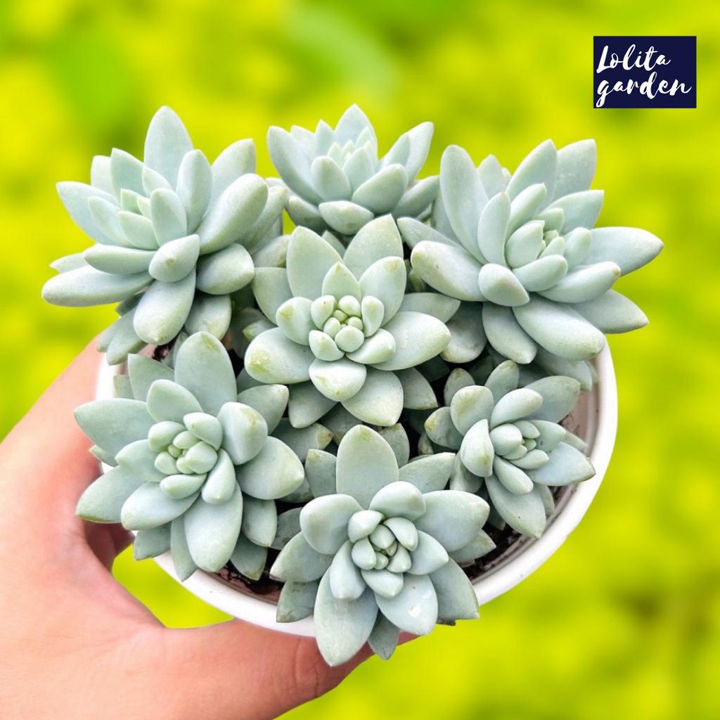 Sen đá chuỗi ngọc lam Đà Lạt size trung bình cây cảnh trang trí nhà cửa Lolita garden