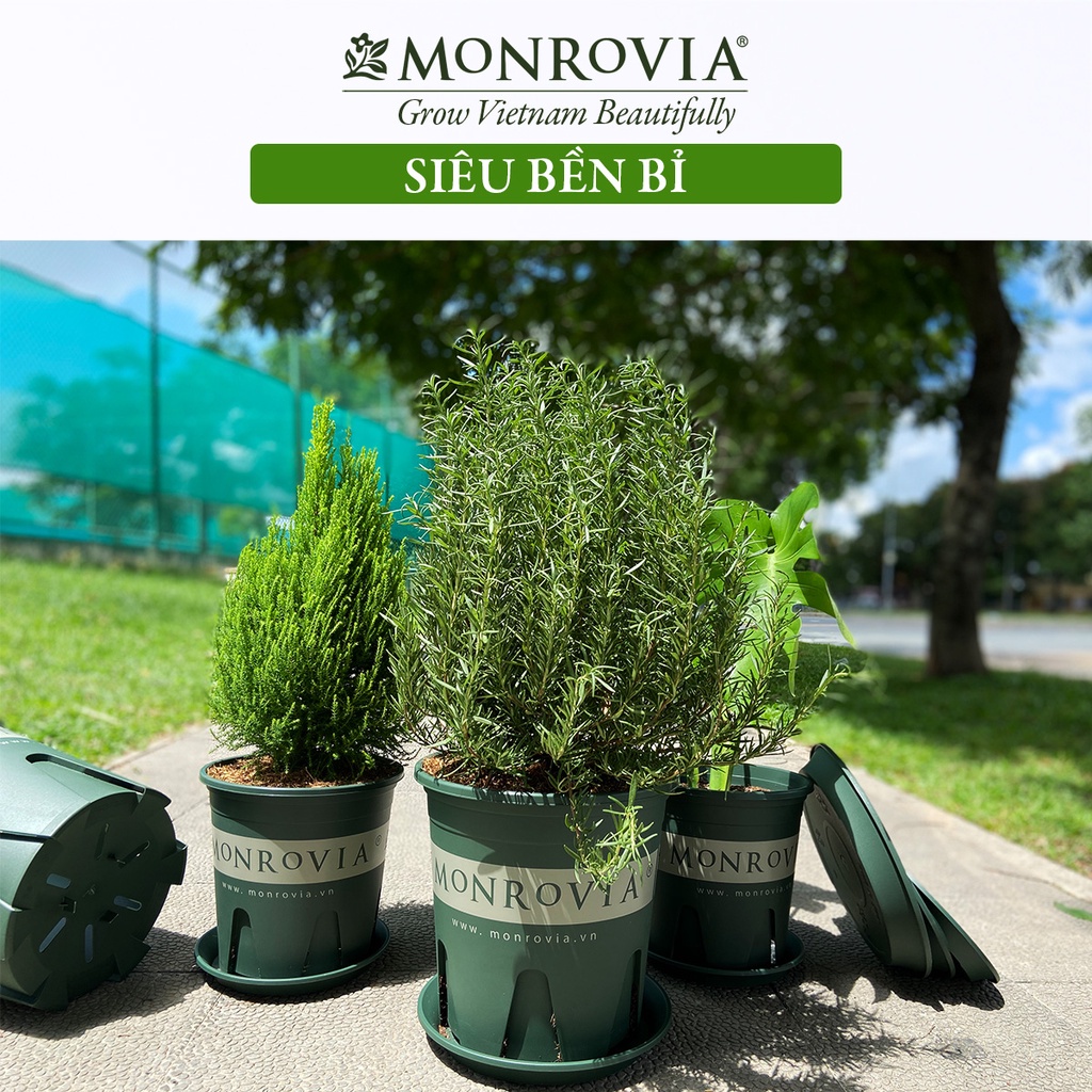 SIZE KHỦNG 7GAL -COMBO 3 Chậu nhựa trồng cây hoa MONROVIA