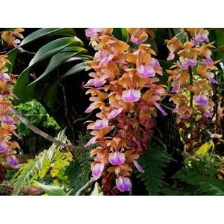 COMBO 5 CÂY lan giáng hương tam bảo