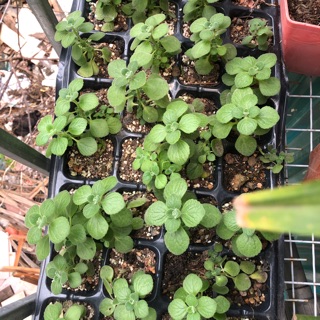 Sen Thơm ( 1 bầu/ cây)