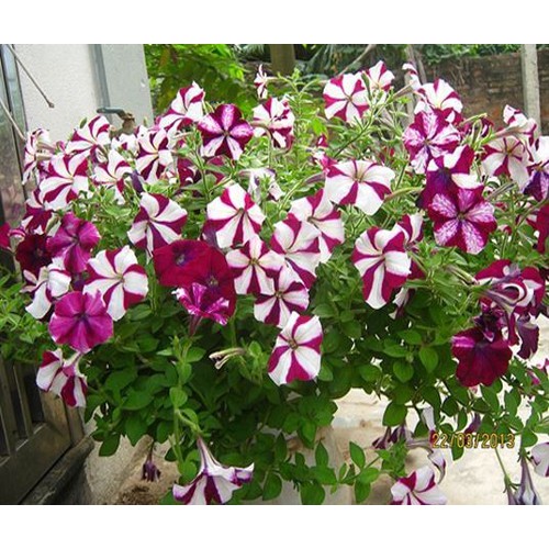 Hạt Giống Hoa Dạ Yên Thảo Sọc 25 hạt