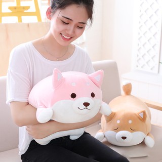 Chó bông Shiba inu
