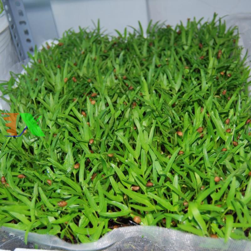 Hạt rau mầm rau muống Indonesia siêu giòn ngọt - 500g